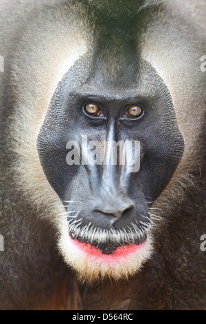 Portrait d'homme singe, percer une espèce en voie d'intimidant, primat d'Afrique en colère et contrarié Banque D'Images