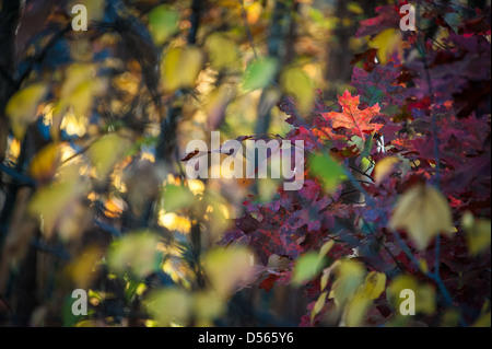 Les couleurs d'automne abstrait flou entourent une feuille d'automne lumineux au centre de l'attention. Banque D'Images