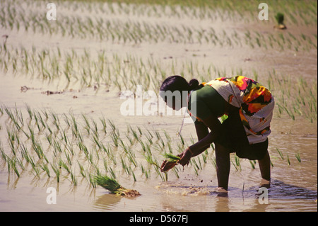 Un travailleur agricole semis Semis dans une rizière Tamil Nadu Inde Banque D'Images