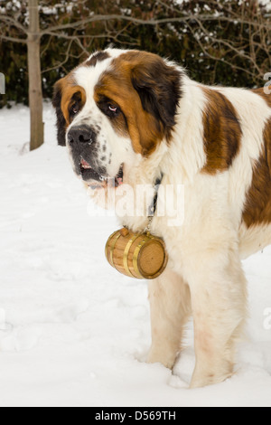 Un grand brun et blanc Saint Bernard chien debout dans la neige avec un baril autour de son cou Banque D'Images