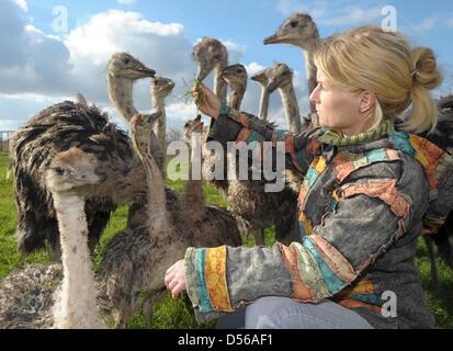 Éleveur d'Autruche Sabine Scholz nourrit sa fosterlings avec gras sur sa ferme d'autruches dans Sticheldorf ; Allemagne, 25 octobre 2010. Depuis cinq ans, elle a été l'élevage des autruches et vend la viande, les oeufs, les plumes et le cuir de la plus grand oiseau du monde. Photo : Peter Endig Banque D'Images