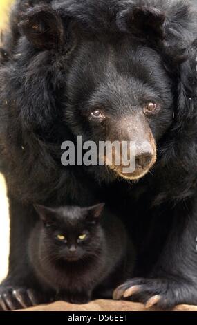 (Afp) - Un fichier photo datée du 04 novembre 2003 montre l'ours noir d'Asie "aeuschen' (petite souris) avec son compagnon de nombreuses années, le chat 'Muschi' au zoo de Berlin, Allemagne. Le plus vieux des ours au zoo de Berlin est mort le 16 novembre 2010 à l'âge de 43 ans. Photo : Alexander RUESCHE Banque D'Images