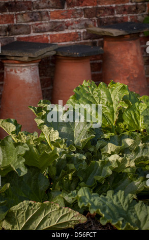 De grandes feuilles de plantes de rhubarbe vues devant des hachoirs en terre cuite dans un jardin du Yorkshire. Banque D'Images