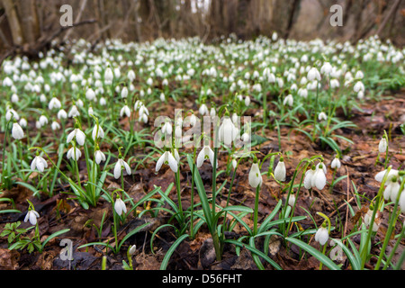 Perce-neige dans les bois, Galanthus, Pyrénées, France Banque D'Images