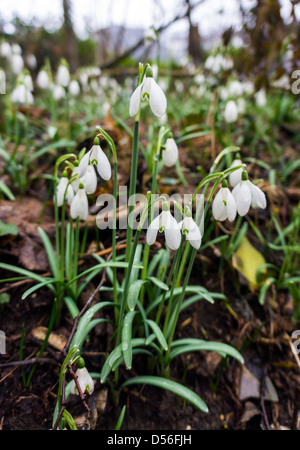 Perce-neige dans les bois, Galanthus, Pyrénées, France Banque D'Images