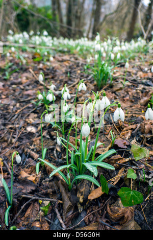 Perce-neige dans les bois, Galanthus, Pyrénées, France Banque D'Images