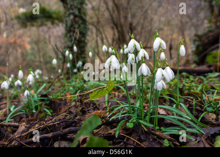 Perce-neige dans les bois, Galanthus, Pyrénées, France Banque D'Images