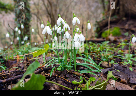 Perce-neige dans les bois, Galanthus, Pyrénées, France Banque D'Images