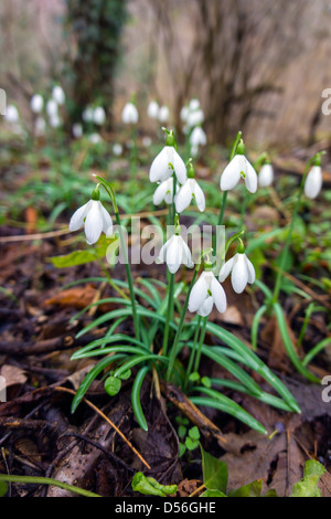 Perce-neige dans les bois, Galanthus, Pyrénées, France Banque D'Images