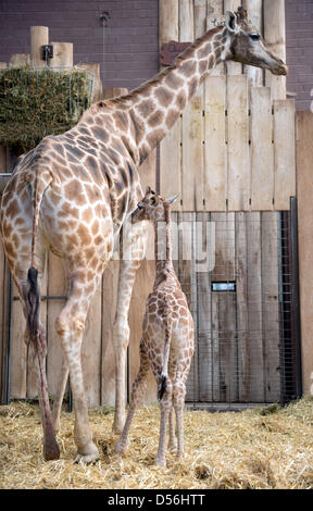 Dortmund, Allemagne. 26 mars 2013. Gambela mère se trouve à côté de son bébé girafe dans un enclos du zoo de Dortmund, Allemagne, 26 mars 2013. Le zoo recherche un parrain ou marraine pour la nouvelle girafe, qui peut alors prendre le nom de l'animal. Le nom doit commencer par un 'z' : soit Zuli, Zikomo ou Zebenjo. Photo : Bernd Thissen/dpa/Alamy Live News Banque D'Images