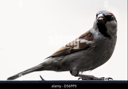 Un moineau sur la photo sur un balcon à Berlin, Allemagne, 19 mars 2010. Selon la nature et la biodiversité Conservation Union (NABU), passereaux deviennent de plus en plus rares en Allemagne. Photo : Tim Brakemeier Banque D'Images