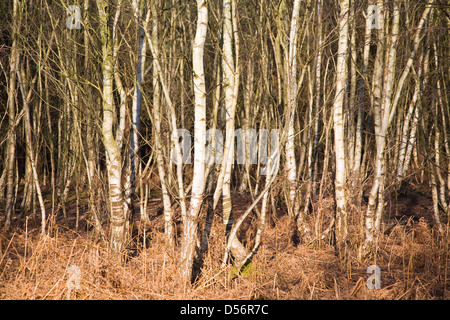 Croissance dense de Betula pendula bouleau verruqueux arbres en forêt, Suffolk, Angleterre Banque D'Images