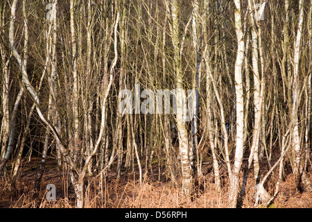 Croissance dense de Betula pendula bouleau verruqueux arbres en forêt, Suffolk, Angleterre Banque D'Images