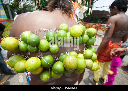 Singapour. 26 mars 2013. Un dévot porte limes qui sont jointes à la percée des crochets sur le dos. Le festival de Thaipusam commémore la victoire du bien sur le mal et est célébré par les dévots hindous qui portent le fardeau physique connu comme Kavadi avec porteurs et prendre leurs joues piercing et des langues. Credit : amer ghazzal / Alamy Live News Banque D'Images