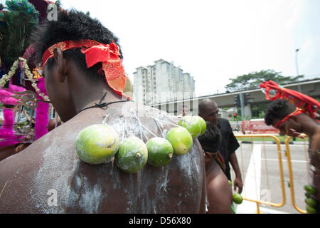 Singapour. 26 mars 2013. Un dévot hindou avec limes attachés à des crochets qui sont percés sur le dos. Le festival de Thaipusam commémore la victoire du bien sur le mal et est célébré par les dévots hindous qui portent le fardeau physique connu comme Kavadi avec porteurs et prendre pour percer leurs joues et langues. Credit : amer ghazzal / Alamy Live News Banque D'Images