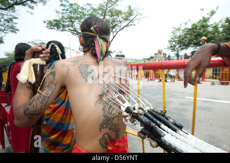 Singapour. 26 mars 2013. Un dévot montre sa dévotion en perçant son dos avec crochets en métal au festival de Thaipusam. Le festival de Thaipusam commémore la victoire du bien sur le mal et est célébré par les dévots hindous qui portent le fardeau physique connu comme Kavadi avec porteurs et prendre pour percer leurs joues et langues avec crochets en métal et des brochettes. Credit : amer ghazzal / Alamy Live News Banque D'Images