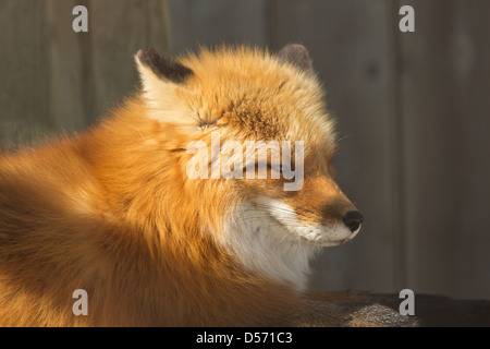 Red Fox assis dans le soleil Banque D'Images