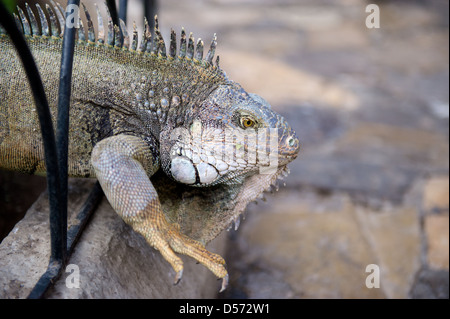 Des iguanes dans le Parque de las Iguanas, Guayaquil, Équateur Banque D'Images