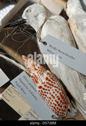 Les expositions sont préparées pour une exposition spéciale sur la vie et l'action du naturaliste Charles Darwin (1809-1882) dans la région de Jena, Allemagne, 13 avril 2010. L'exposition 'Darwin im Depot - Auf zu neuen Ufern' ('Darwin dans le dépôt, une décision sur les pâturages à nouveau') aura lieu du 24 avril au 04 décembre 2010 dans le Strassenbahndepot (dépôt de tramways) à Jena et est principalement établi par la natur Banque D'Images