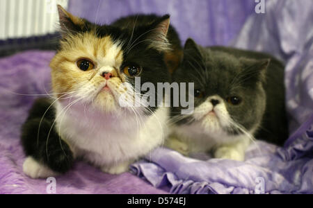 Deux chats à poil court s'asseoir dans une cage au "monde Animal' trade show à Magdeburg, Allemagne, 26 mars 2010. Un large éventail d'animaux domestiques ont été présentés à la foire commerciale. Photo : Jens Wolf Banque D'Images