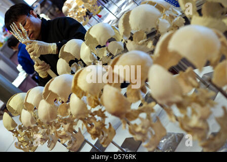 Un membre du personnel travaille sur la plastination de parties du corps humain dans la "Plastinarium" de l'anatomiste Gunther von Hagens (non représenté) à Lindow, Allemagne, 20 avril 2010. La "Plastinarium" de controverse von Hagens ouvre à la fin mai 2010, après 15 mois de reconstruction avec une nouvelle exposition, que von Hagens a annoncé. Photo : PATRICK PLEUL Banque D'Images