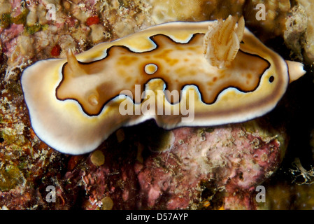 Nudibranche Chromodoris coi sur reef Banque D'Images