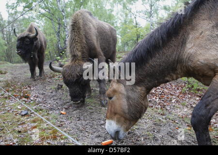 Chevaux de Przewalski et rarement vu dans les bisons d'Europe oeberitzer "Heide lande près de Wustermark, Allemagne, 03 mai 2010. Les animaux ont été remis en liberté sur un territoire de 2.000 hectares. Nature Sielmann fondation a invité les internautes à la cérémonie d'inauguration officielle de sa faune le samedi 08 mai 2010. Photo : Nestor Bachmann Banque D'Images