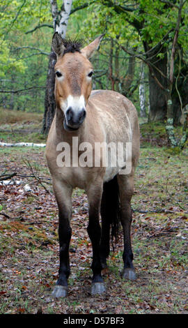 Chevaux de Przewalski et rarement vu dans les bisons d'Europe oeberitzer "Heide lande près de Wustermark, Allemagne, 03 mai 2010. Les animaux ont été remis en liberté sur un territoire de 2.000 hectares. Nature Sielmann fondation a invité les internautes à la cérémonie d'inauguration officielle de sa faune le samedi 08 mai 2010. Photo : Nestor Bachmann Banque D'Images