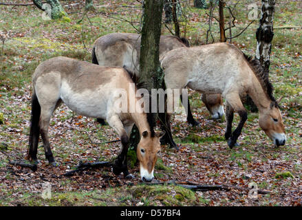 Chevaux de Przewalski et rarement vu dans les bisons d'Europe oeberitzer "Heide lande près de Wustermark, Allemagne, 03 mai 2010. Les animaux ont été remis en liberté sur un territoire de 2.000 hectares. Nature Sielmann fondation a invité les internautes à la cérémonie d'inauguration officielle de sa faune le samedi 08 mai 2010. Photo : Nestor Bachmann Banque D'Images