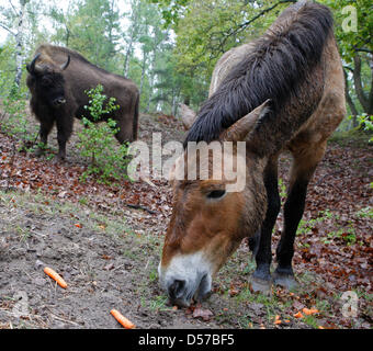 Chevaux de Przewalski et rarement vu dans les bisons d'Europe oeberitzer "Heide lande près de Wustermark, Allemagne, 03 mai 2010. Les animaux ont été remis en liberté sur un territoire de 2.000 hectares. Nature Sielmann fondation a invité les internautes à la cérémonie d'inauguration officielle de sa faune le samedi 08 mai 2010. Photo : Nestor Bachmann Banque D'Images