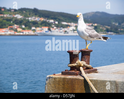 Mouette blessé dans le port et à la recherche à l'appareil photo. Goéland argenté est pris en charge sur une plaie parce qu'il a une jambe sur l'autre. Banque D'Images