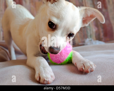 Chihuahua chiot jouer avec une balle Banque D'Images