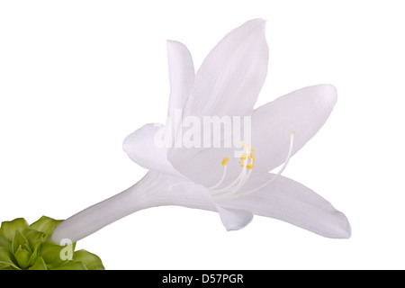 Seule fleur ouverte du parfumé, août-floraison Hosta plantaginea isolé sur fond blanc Banque D'Images