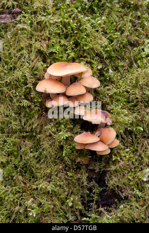 La queue de velours Colybie a des organes de fructification sur un tronc d'arbre couvert de mousse Banque D'Images