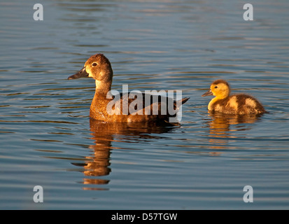 Canard siffleur d'Amérique Anas americana ,Baldpate, femelle,piscine avec chick Banque D'Images