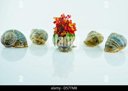 Escargot ramper avec un bouquet de fleurs attachées à son lodge et prochaine dorment encore snail Banque D'Images