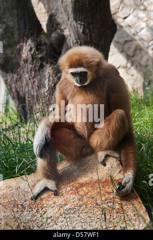 White-remis gibbon assis sur un rocher et pense Banque D'Images