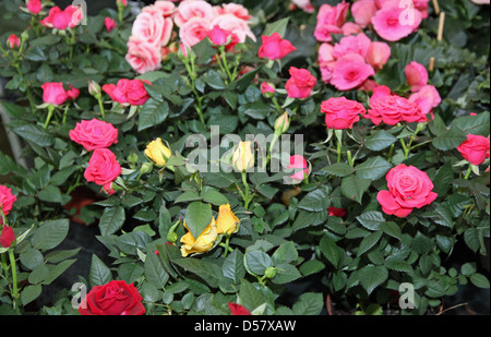 Pétales de roses jaunes pour la vente dans une serre d'un fleuriste Banque D'Images