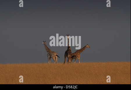 Groupe de trois Rothschild Girafe (Giraffa camelopardalis rothschildi) aka Girafe Girafe Baringo ougandais ou Banque D'Images