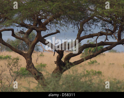Femelle adulte leopard (Panthera pardus) avec sous-adultes cub dans l'arbre Banque D'Images