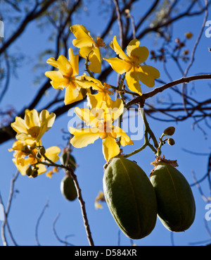 L'Australie, Australie occidentale, Kununurra, la floraison de Kapok bush avec les coupelles de semences, Cochlospermum fraseri, également connu sous le nom de Kapok jaune Banque D'Images