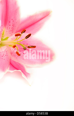 Fleur de lys rose Banque D'Images