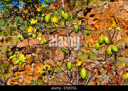 L'Australie, Australie occidentale, Kununurra, la floraison de Kapok bush avec les coupelles de semences, au Mirima Hidden Valley National Park Banque D'Images