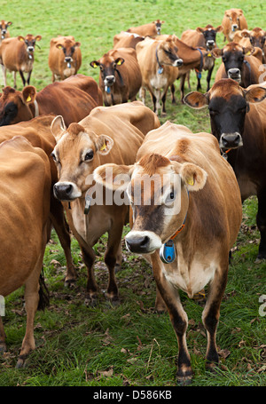 Troupeau de vaches Jersey avec col, nombre et tag, Jersey, Channel Islands, Royaume-Uni Banque D'Images