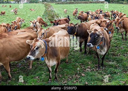 Troupeau de vaches Jersey avec col, nombre et tag, Jersey, Channel Islands, Royaume-Uni Banque D'Images