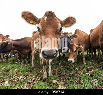 Troupeau de vaches Jersey avec col, nombre et tag, Jersey, Channel Islands, Royaume-Uni Banque D'Images