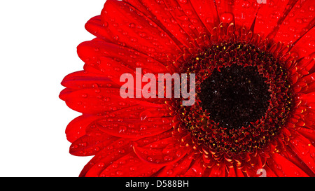 Fleur Gerbera rouge Banque D'Images