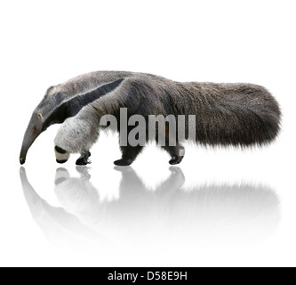 Tamanoir Myrmecophaga tridactyla géant,,sur fond blanc Banque D'Images