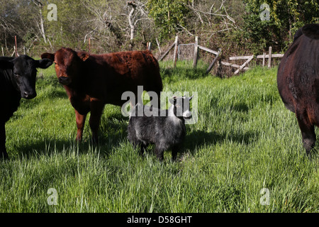 Une chèvre debout parmi les vaches dans un champ. Banque D'Images