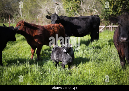 Une chèvre debout parmi les vaches dans un champ. Banque D'Images